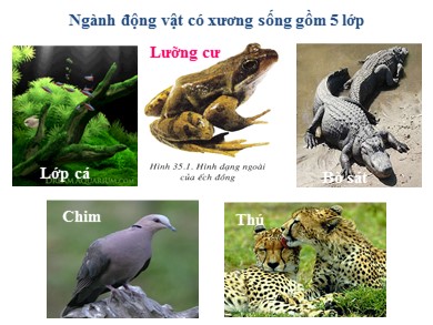 Bài giảng Sinh học 7 - Bài dạy số 41: Chim bồ câu