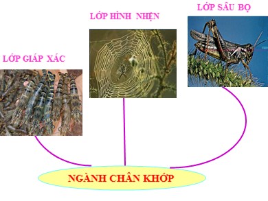 Bài giảng Sinh học 7 - Bài học 29: Đặc điểm chung và vai trò của ngành chân khớp