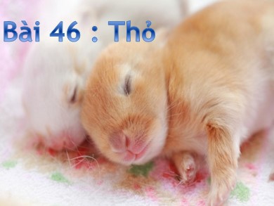 Bài giảng Sinh học 7 - Bài học thứ 46: Thỏ