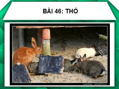Bài giảng Sinh học 7 - Bài số 46: Thỏ