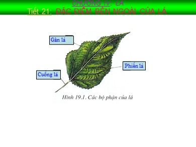 Bài giảng Sinh học 7 - Tiết 21: Đặc điểm bên ngoài của lá
