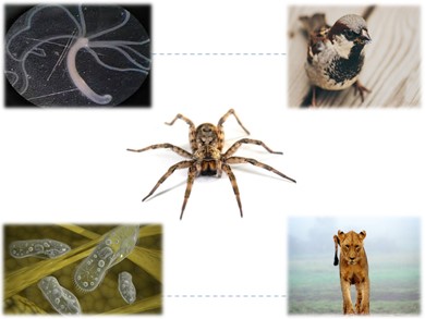 Bài giảng Sinh học 7 - Tiết 26 - Bài 25: Nhện và sự đa dạng của lớp hình nhện