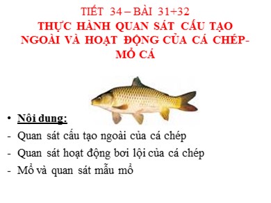 Bài giảng Sinh học 7 - Tiết 34 – Bài 31 + 32: Thực hành: Quan sát cấu tạo ngoài và hoạt động của cá chép, mổ cá