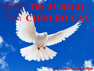 Bài giảng Sinh học 7 - Tiết 43 - Bài 41: Chim bồ câu