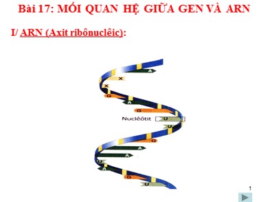 Bài giảng Sinh học 9 - Bài 17: Mối quan hệ giữa gen và ARN