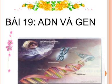 Bài giảng Sinh học 9 - Bài 19: ADN và gen