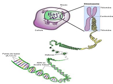 Bài giảng Sinh học 9 - Bài học 15: ADN (axit đêôxiribônuclêic)