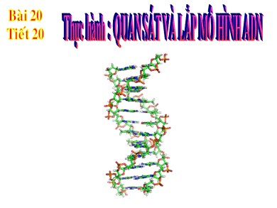 Bài giảng Sinh học 9 - Tiết 20: Thực hành: Quan sát và lắp mô hình ADN