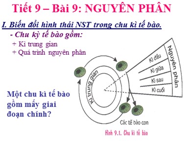 Bài giảng Sinh học 9 - Tiết dạy 9 - Bài 9: Nguyên phân