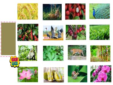 Bài giảng Địa lí Lớp 6 (Cánh diều) - Tiết 43, 44, 45. Bài 22: Sự đa dạng của thế giới sinh vật, các đới thiên nhiên trên Trái Đất, Rừng nhiệt đới