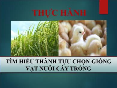 Bài giảng Sinh học Lớp 9 - Bài 39: Thực hành Tìm hiểu thành tựu chọn giống vật nuôi cây trồng