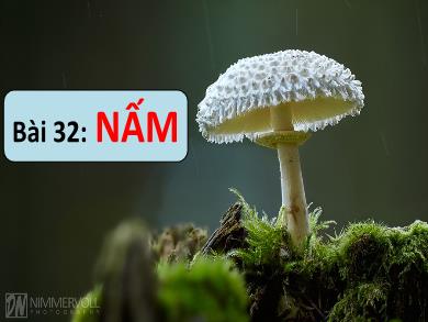 Bài giảng Khoa học tự nhiên 6 (Kết nối tri thức) - Bài 32: Nấm