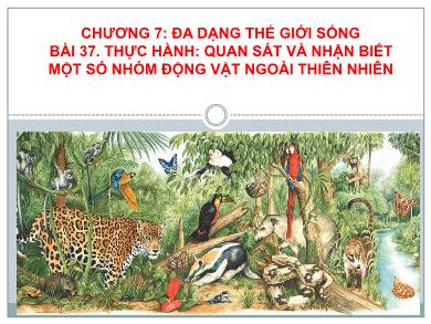 Bài giảng Khoa học tự nhiên 7 - Chương 7 - Bài 37: Thực hành - Quan sát và nhận biết một số nhóm động vật ngoài thiên nhiên