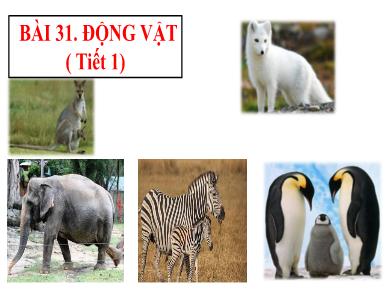 Bài giảng môn Khoa học tự nhiên 6 (Kết nối tri thức) - Bài 31: Động vật (Tiết 1)