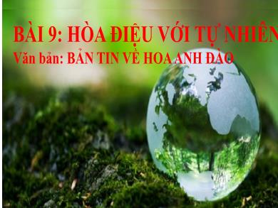Bài giảng môn Ngữ văn 7 - Bản tin về hoa anh đào