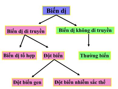 Bài giảng Sinh học Lớp 9 - Tiết 27: Thường biến